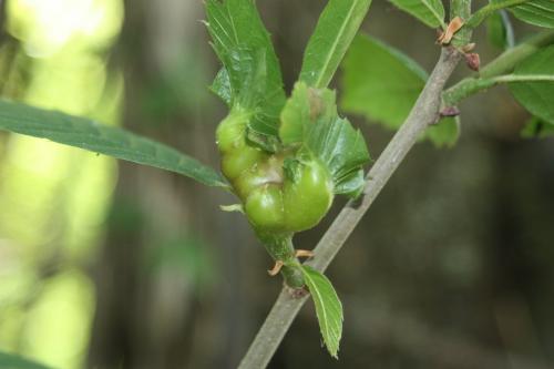 Dryocosmus kuriphilus